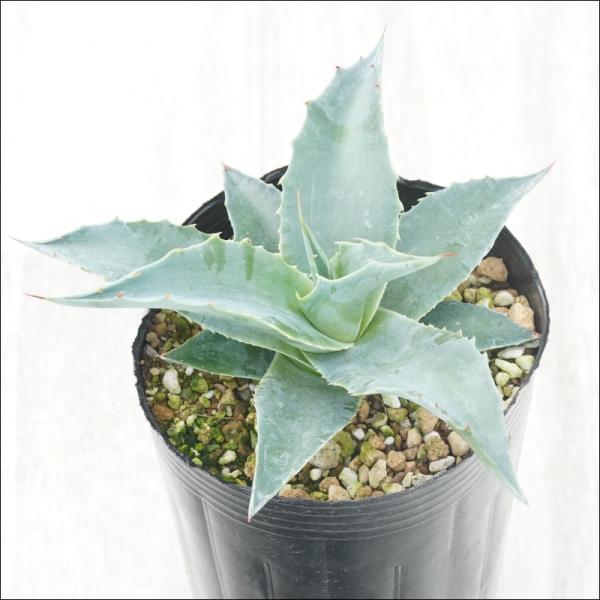 Agave ovatifolia 'Vanzie'アガベ・オバティフォリア「ヴァンジー」中型サイズまでは葉がうねり、成長するにつれ青色の葉となる。耐寒性も非常に高い為、地植えで越冬が可能。耐寒性：-18℃最大草丈：90センチ、最大株幅：12...