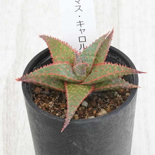 アロエ「クリスマス・キャロル」 2.5号鉢