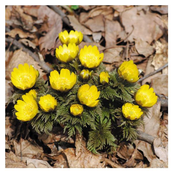 縁起物としても良く使われる丈夫な山野草。鮮やかな黄色い花が特徴。※注意※・休眠期11−1月頃はバラ芽（ポット・土なし）、地上部がある時はポット植えでの出荷となります。・株ではなく芽の数を数えた10芽のセットです。1株につき、およそ1〜5芽あ...