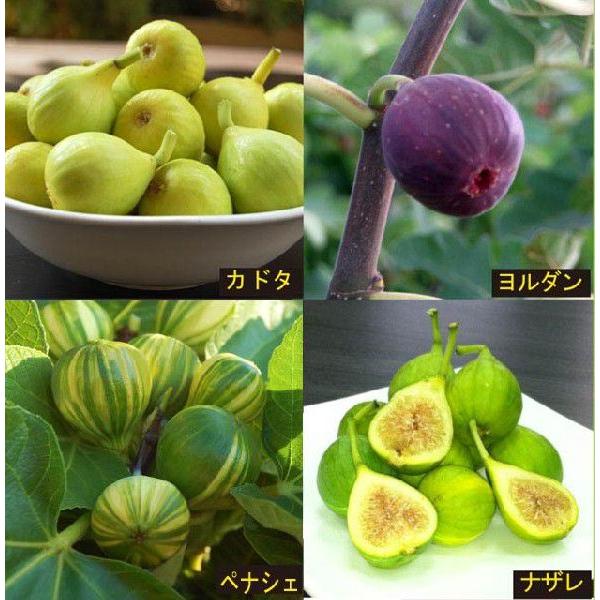 まとめ買い】【果樹苗】イチジク輸入品種4種セット : 四国ガーデン