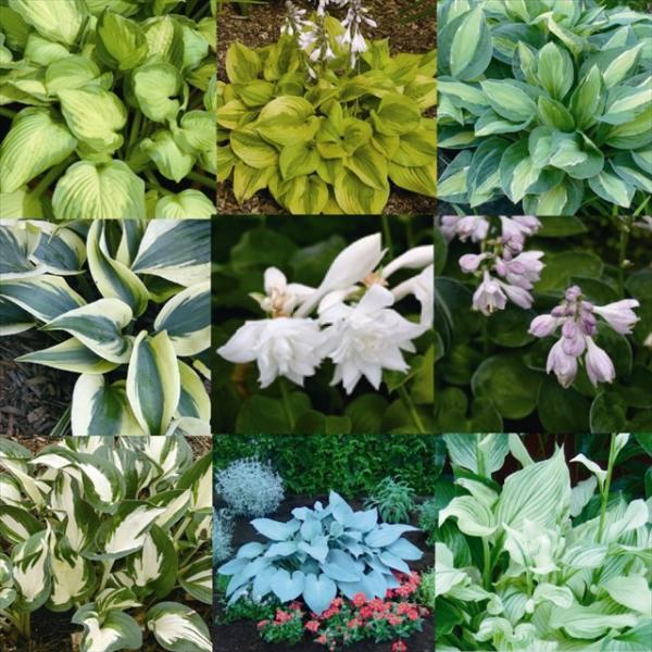 shikoku-garden_s16-029