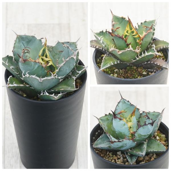 アガベ　チタノタ銘品３種セット（白鯨・赤猫・ブラック＆ブルー）人気のチタノタ銘品をお得なセットにしました！アガベの世界に入った人が皆憧れる銘品中の銘品をセットにしました。【セット内容】【白鯨】　幅広の葉と白いトゲ、ボール状のフォルムが特徴の...