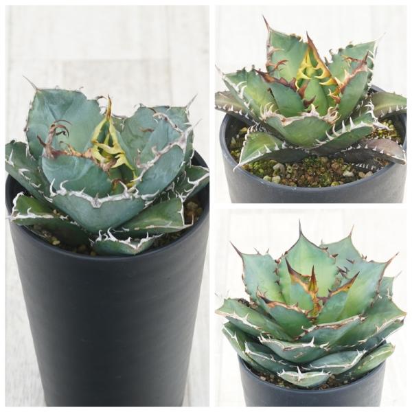 アガベ チタノタ BB、赤猫、白鯨 3株セット アガベ：チタノタ 白鯨 3号
