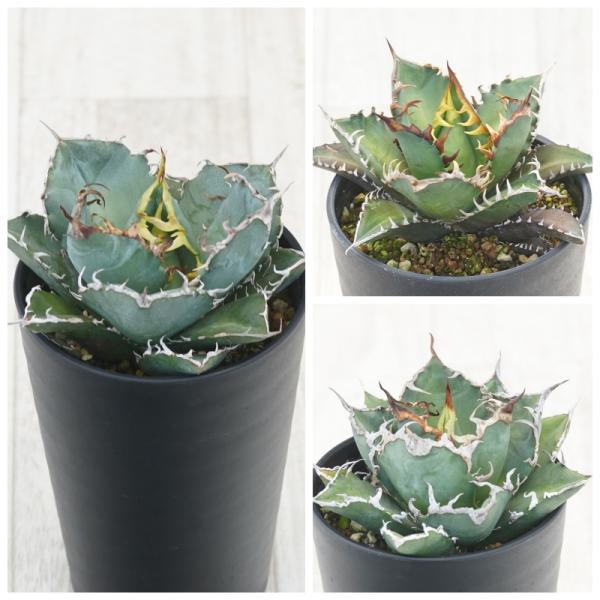 アガベ　チタノタ　（レッドキャット）（白鯨）（シーザー）3株セット アガベ チタノタ銘品3種セット（白鯨・赤猫・シーザー）3.5号鉢