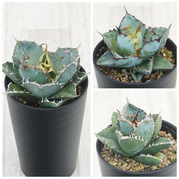 チタノタ　アガベ　シーザー　南アフリカダイヤモンド　白鯨　子株 チタノタ アガベ シーザー 南アフリカダイヤモンド 白鯨 子株