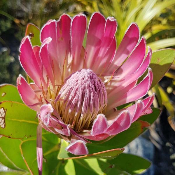 プロテア・コンパクタProtea compacta最大3.5メートル程に成長する半耐寒性中低木。美しいピンク色の花を咲かせる。耐寒性：-4℃【耐寒性】中【日照】日向　【水やり】普通　【ヤマモガシ科】　【花期】春〜秋　※輸送時に葉に黒いシミが...