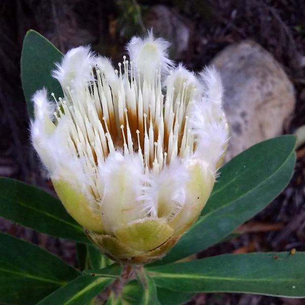 プロテア・ムンディ「ホワイト」Protea mundi white明るい緑色の楕円形の葉をもち、小さな筒状の花を咲かせる。プロテアの中でも強い性質をもち、成長は極めて速い。耐寒性-5℃。最大樹高：3-8ｍ花期：4-9月【プロテア】南アフリカ...
