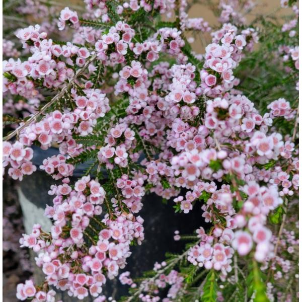 トリプトメネ・サクシコーラThryptomene saxicola1月〜6月にわたって小さなピンクの花を大量に咲かせる、オーストラリア原産の常緑低木。満開となった姿はまるで桜が咲いた様に美しい。背の低いコンパクトな低木で、背の低い生垣植物と...