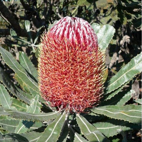 バンクシア メンジーシー ６号ポット W 6 四国ガーデン 通販 Yahoo ショッピング