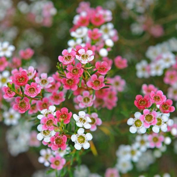 花 ワックスフラワー「マイ・スィート・シックスティーン」 6号ポット