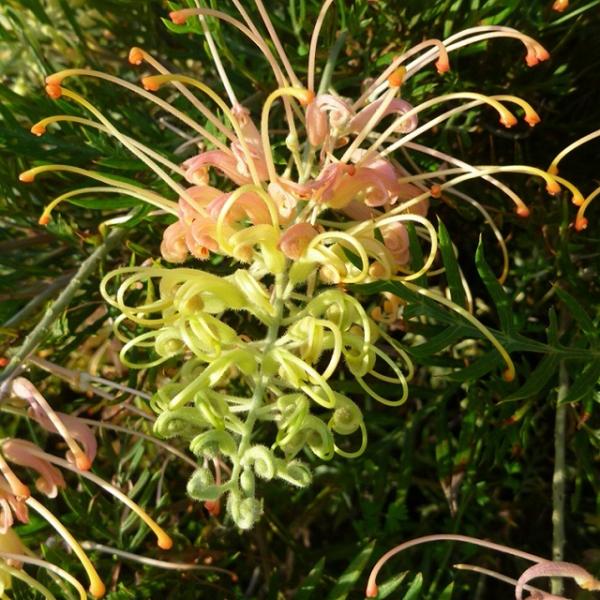 グレビレア「ピーチズ・アンド・クリーム」Grevillea 'Peaches and Cream'黄色で咲き始め、次第に桃色に変化する珍しい二色咲きの最新品種。【樹高】1.5〜1.8メートル【日照】日向　【水やり】乾燥気味に管理【ヤマモガシ...