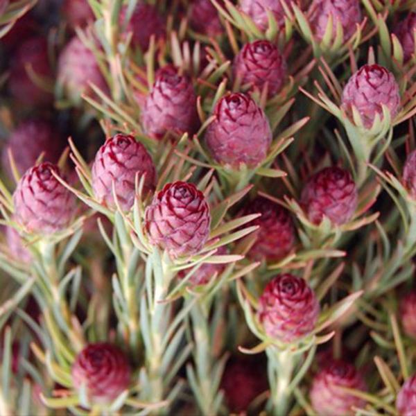 リューカデンドロン「クラウン・ジュビリー」 4号ロングスリット鉢