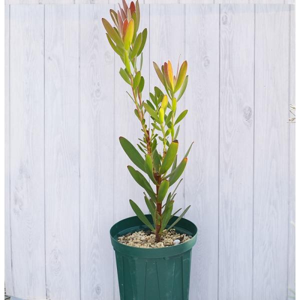 そらさん。様リューカデンドロン　サファリサンセット　10号ロング Amazon.co.jp: リューカデンドロン・サファリサンセット5号鉢