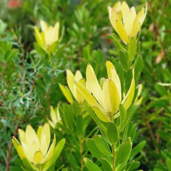 リューカデンドロン「ゴールド・ストライク」Leucadendron 'Goldstrike'大きな黄色の花（苞）が美しい強健品種。※サファリサンセットの黄色バージョン庭植えとして抜群のポテンシャルをもち、切り花もトップセラー。最大樹高：18...