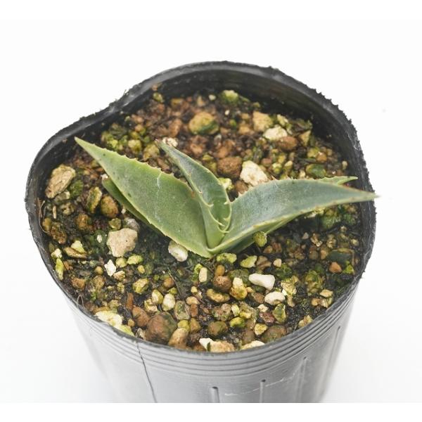 アガベモンタナ&デザーティーシンプレックス2株セット+おまけ付【10/31〆】 Yahoo!オークション -「シンプレックス」(アガベ) (観葉植物)の