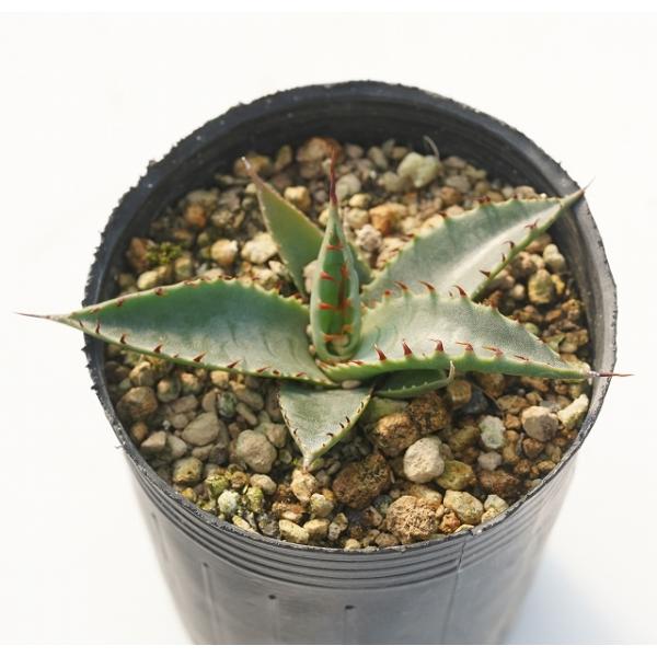 観葉植物 アガベ 2号の人気商品 通販 価格比較 価格 Com