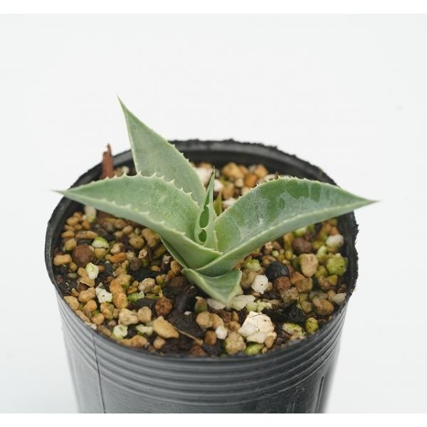 アカベ・オバティフォリア