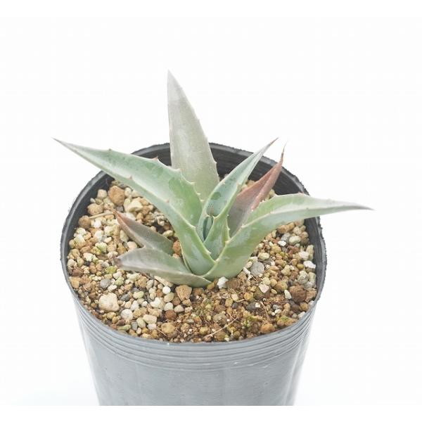 観葉植物 アガベ 3号の人気商品 通販 価格比較 価格 Com