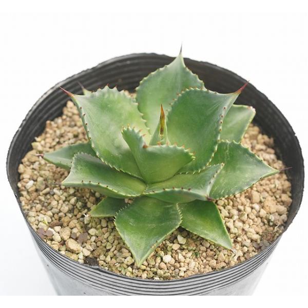 アガベ・サロモニー 5号ポット（旧マグニフィカ） :y8aaagma-5