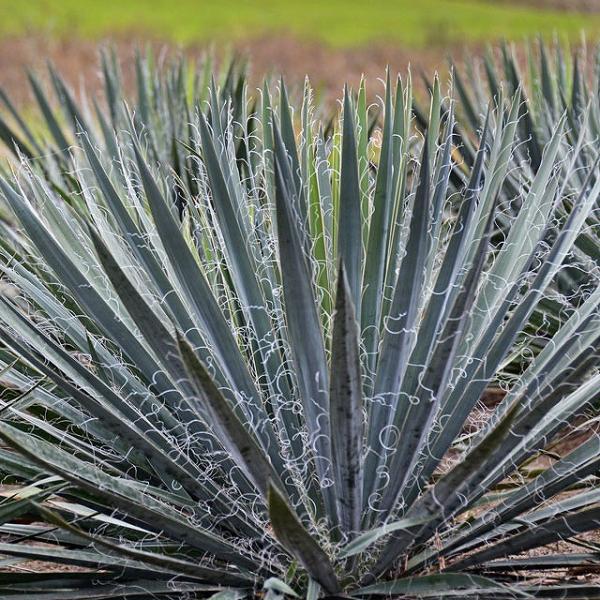 shikoku-garden_yucexg1