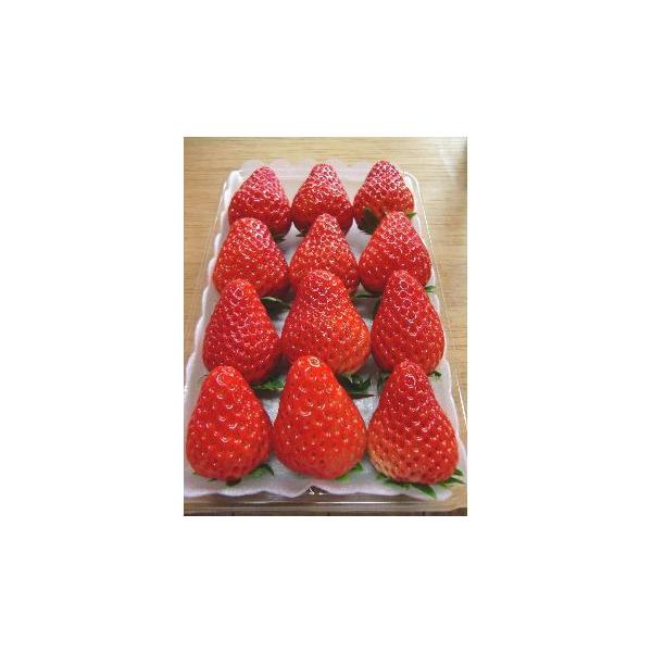 [Release date: January 10, 2026]◎平詰めパック320ｇ×2パック（11〜15粒×2パック）◎静岡県産◎送料無料※北海道、九州、沖縄への送料は別途510円かかります。紅ほっぺは章姫とさちのかの交配種で静岡県生ま...