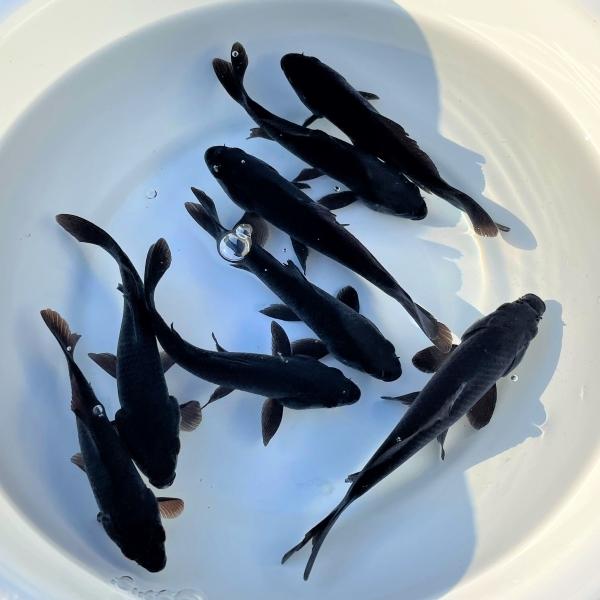 金魚 国産ブラックコメット ひげ無し 10匹 Ki Co0025 金魚屋しみず Yahoo 店 通販 Yahoo ショッピング