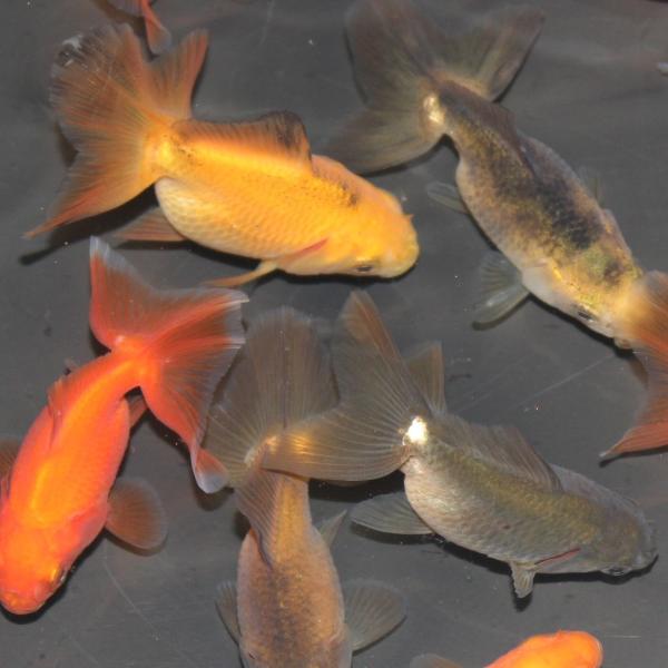 金魚 土佐金5匹 Buyee Buyee 提供一站式最全面最專業現地yahoo Japan拍賣代bid代拍代購服務bot Online