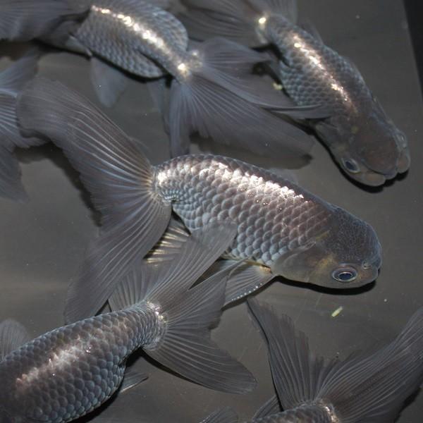 金魚 青秋錦 1匹 Ki Hk0001 金魚屋しみず Yahoo 店 通販 Yahoo ショッピング