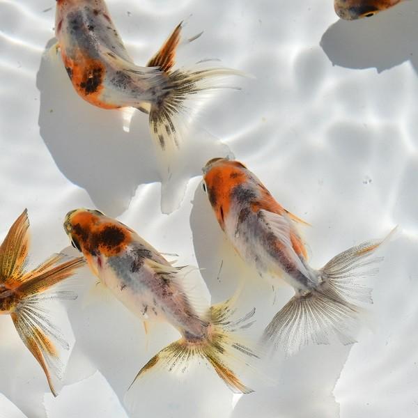 金魚 キャリコ土佐金3匹 Buyee Buyee 提供一站式最全面最專業現地yahoo Japan拍賣代bid代拍代購服務bot Online