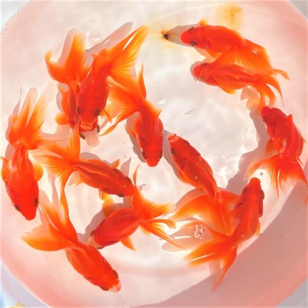 金鱼 Jchere日本代购