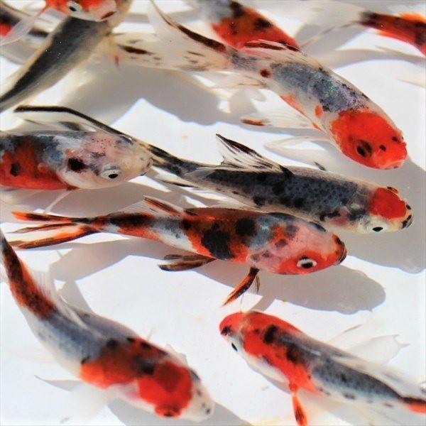 金魚 朱文金10匹 Buyee 日本代购平台 产品购物网站大全 Buyee一站式代购bot Online