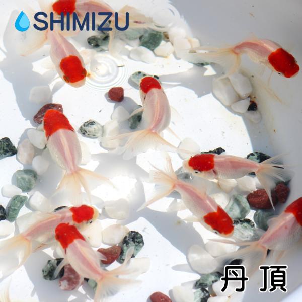 金魚 丹頂3匹 Buyee Buyee 提供一站式最全面最專業現地yahoo Japan拍賣代bid代拍代購服務bot Online