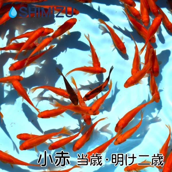 金魚 小赤 10匹 エサ イベント向け Ki Wa0009 金魚屋しみず Yahoo 店 通販 Yahoo ショッピング