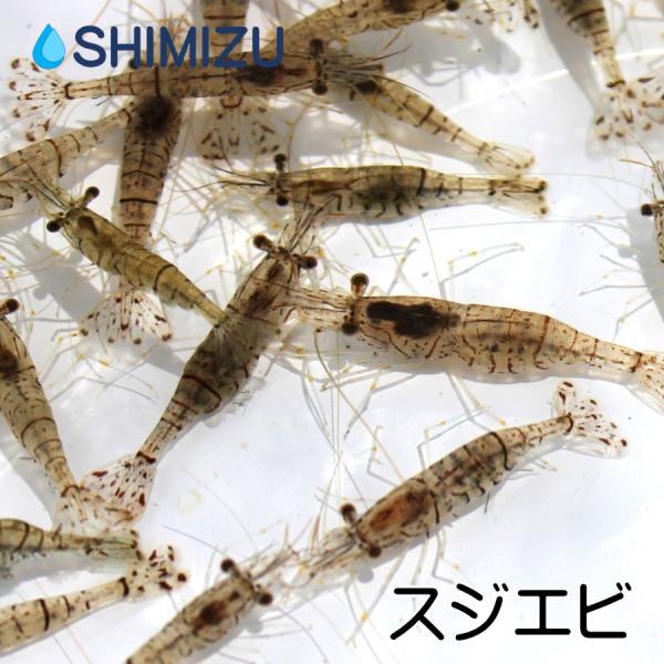 スジエビ 10匹/エサ向け 国産 天然物 :KO-EB0001:金魚屋しみず Yahoo!店 - 通販 - Yahoo!ショッピング スジエビ 10匹/エサ向け 国産 天然物 :KO-EB0001:金魚屋しみず Yahoo!店 - 通販 - Yahoo!ショッピング