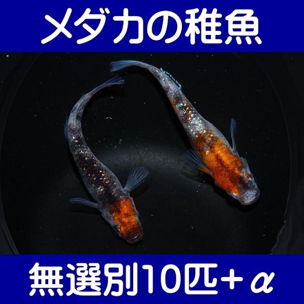 メダカの稚魚 三色ラメ幹之 無選別10匹 A Me 0005 金魚屋しみず Yahoo 店 通販 Yahoo ショッピング