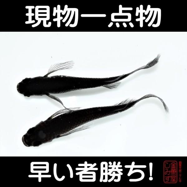 現物一点物 メダカ サタン 松井ヒレ長オロチ 1ペア 計2匹 35 Me Ge0125 金魚屋しみず Yahoo 店 通販 Yahoo ショッピング