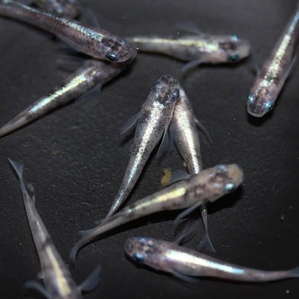 メダカ 黒錦カブキ 5匹 Me Hk0072 金魚屋しみず Yahoo 店 通販 Yahoo ショッピング