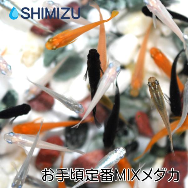 メダカ すくいメダカmix 50匹 イベント向け Me Mx0004 金魚屋しみず Yahoo 店 通販 Yahoo ショッピング