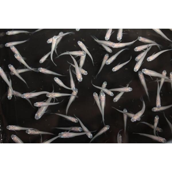 メダカ 白メダカ 5ペア オス5匹 メス5匹 繁殖セット Me Pr0004 金魚屋しみず Yahoo 店 通販 Yahoo ショッピング