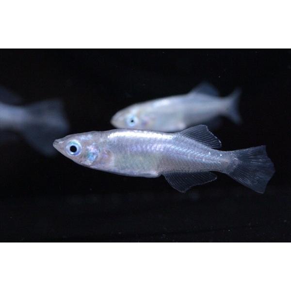 メダカ 青ヒカリメダカ 3ペア オス3匹 メス3匹 繁殖セット Me Pr0023 金魚屋しみず Yahoo 店 通販 Yahoo ショッピング
