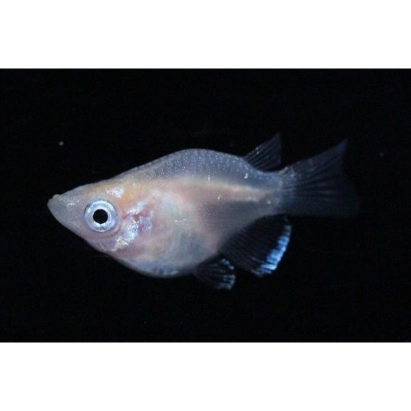 メダカ 白ダルマメダカ 3ペア オス3匹 メス3匹 繁殖セット Me Pr0034 金魚屋しみず Yahoo 店 通販 Yahoo ショッピング