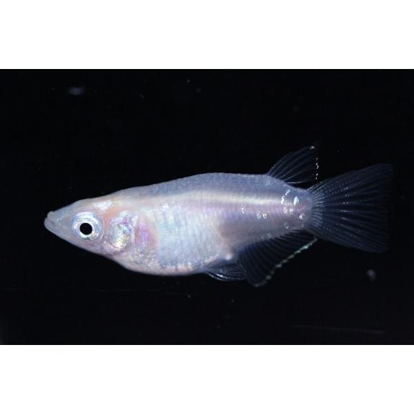 メダカ 半ダルマメダカ 白 5ペア オス5匹 メス5匹 繁殖セット Me Pr0037 金魚屋しみず Yahoo 店 通販 Yahoo ショッピング