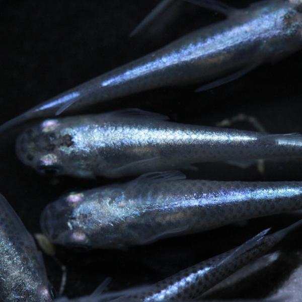 メダカ 青幹之 超スーパー光 5ペア オス5匹 メス5匹 繁殖セット Me Pr0052 金魚屋しみず Yahoo 店 通販 Yahoo ショッピング