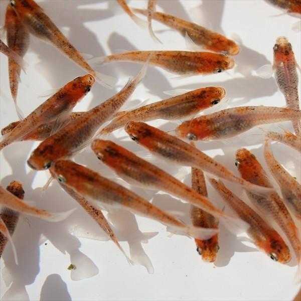 メダカ 朱赤透明鱗三色メダカ1ペア オス1匹 メス1匹 繁殖セット Buyee 日本代购平台 产品购物网站大全 Buyee一站式代购bot Online