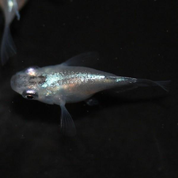 メダカ 青幹之ダルマ 強光 スーパー光 2ペア オス2匹 メス2匹 繁殖セット Me Pr0079 金魚屋しみず Yahoo 店 通販 Yahoo ショッピング