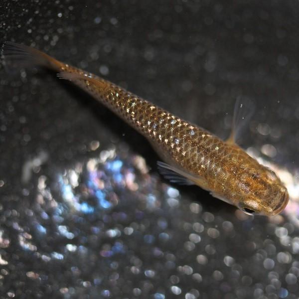 メダカ 琥珀ラメ幹之 3ペア オス3匹 メス3匹 繁殖セット Me Pr0106 金魚屋しみず Yahoo 店 通販 Yahoo ショッピング