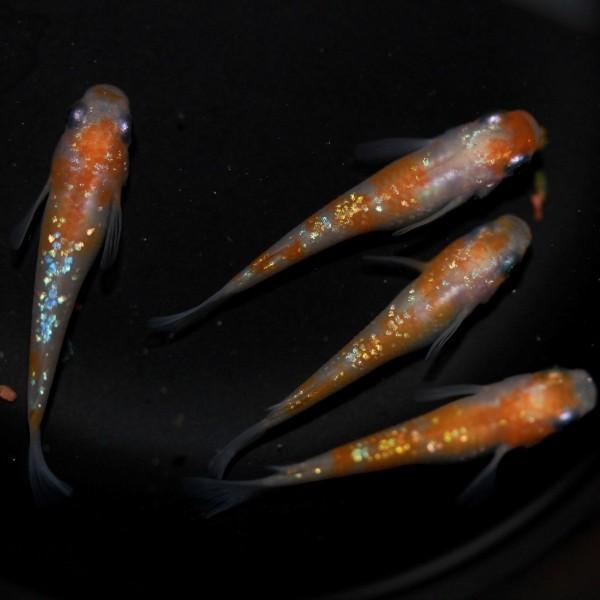 メダカ 紅白ラメ幹之 1ペア オス1匹 メス1匹 繁殖セット Me Pr0134 金魚屋しみず Yahoo 店 通販 Yahoo ショッピング