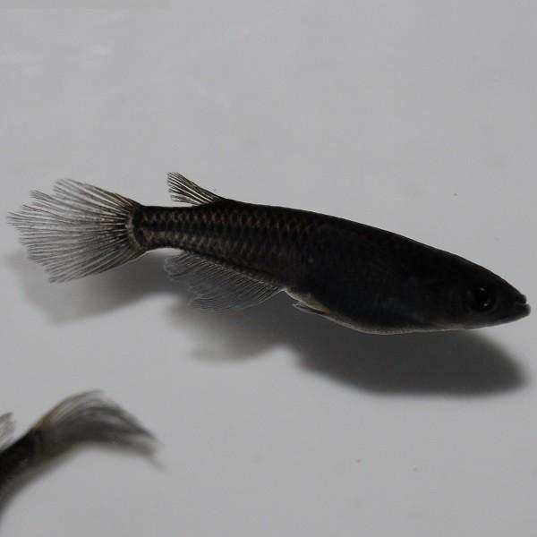 メダカ サタン 松井ヒレ長オロチ 1ペア オス1匹 メス1匹 繁殖セット Me Pr0137 金魚屋しみず Yahoo 店 通販 Yahoo ショッピング