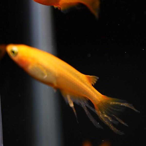メダカ 風雅 楊貴妃スワロー 2ペア オス2匹 メス2匹 繁殖セット Me Pr0160 金魚屋しみず Yahoo 店 通販 Yahoo ショッピング