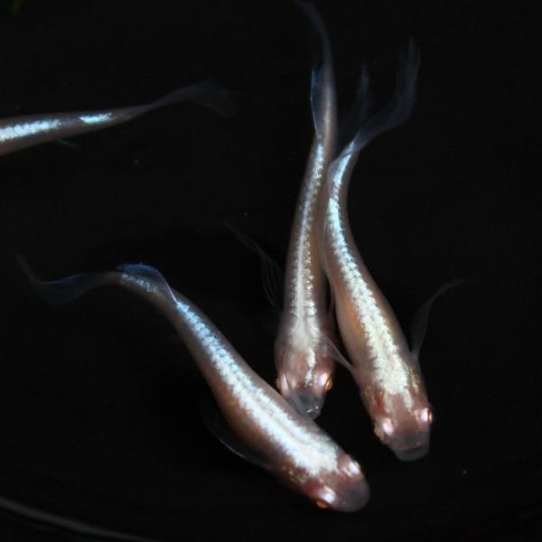 メダカ 龍の瞳 松井ヒレ長アルビノ幹之 1ペア オス1匹 メス1匹 繁殖セット Me Pr0162 金魚屋しみず Yahoo 店 通販 Yahoo ショッピング